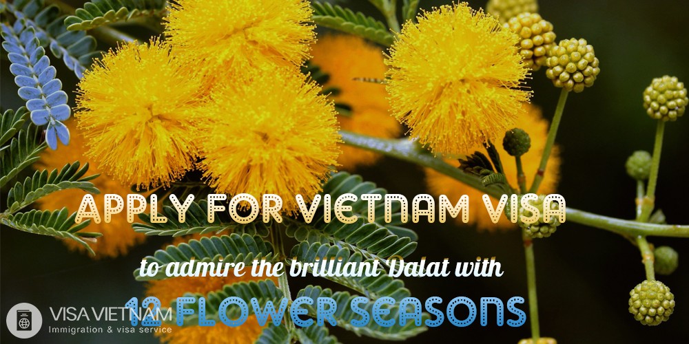 Apply for Vietnam visa to admire the brilliant Dalat with 12 flower season