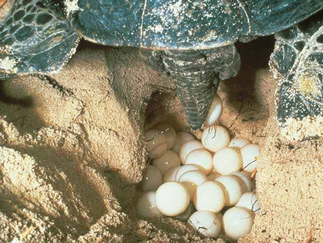 The-turtle-is-laying-her-eggs